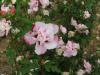Arbusti pentru garduri vii hibiscus syriacus cu flori