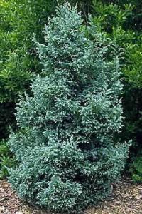 Arbusti rasinosi CHAMAECYPARIS PISIFERA BOULEVARD ghiveci de 7 litri, 40-60 cm