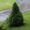 Arbusti rasinosi picea glauca `conica`ghiveci 25 litri, 90-100cm