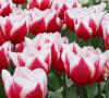 Bulbi de lalele leen van der mark 10 buc./punga, flori rosii cu alb