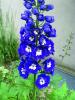 Flori de gradina perene delphinium dark blue and white bee (nemtisorul