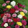 Flori de gradina perene garofite/ `dianthus mix`,culori diferite ghiv