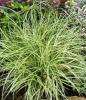 Ierburi graminee decorative carex