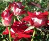 Trandafiri de gradina Allianz, plante formate, radacina  in ghiveci de 3.5 litri