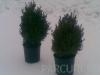 Arbusti evergreen buxus sempervirens (cimisir sau merisor), ghivece 18