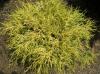 Arbusti rasinosi chamaecyparis pisifera sungold ghiveci de 7 litri,