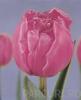 Bulbi de lalele duble timpurii. chato, flori roz
