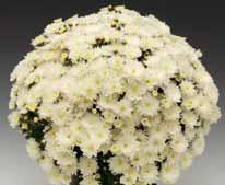 Flori de gradina perene CHRYSANTHEMUM BRANBEACH WHITE/CRIZANTEMA