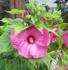 Flori perene hibiscus moscheutos/ nalba,