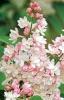 Liliac tip pom, alb cu roz, parfumat cu flori duble, syringa vulgaris