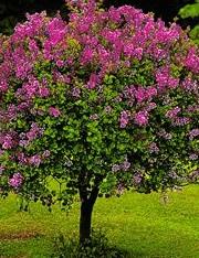 Liliac tip pom, mov parfumat cu flori duble SYRINGA VULGARIS  CHARLES JOLY  H=160-180