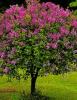 Liliac tip pom, mov parfumat cu flori duble syringa vulgaris  charles