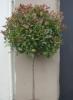 Arbusti evergreenphotinia fraserii `red robin`forma