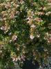 Arbusti parfumati de gradina Abelia grandiflora Kaleidoscope in ghiveci de 18 litri, arbust format, diametru 60-70 cm