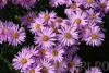 Flori de gradina  perene aster amellus 'rosa erfullung' (aster,