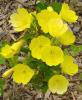 Flori de gradina perene oenothera spp. (luminita de noapte)