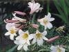 Flori perene Lilium regale /crin,ghivece de 15 cm diametru
