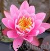 Plante acvatice,  Nymphaea Firecast(nufar)