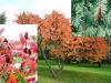 Arbusti decorativi cu frunze  rhus typhyna tiger