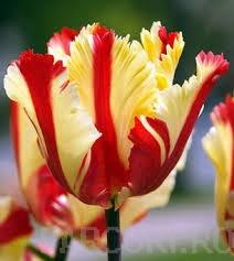 Bulbi de lalele grupa Papagal,Flamed PArrot, 7 buc./punga, culoare galbena cu marginea rosie, petale ondulate si franjurate