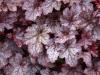 Flori de gradina perene heuchera hybrid  plum pudding