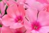 Flori de gradina perene PHLOX PANICULATA/ PHLOX PANICULATA SWIT SUMMER ORANGE la ghiv de 1 litru