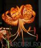 Flori perene lilium tigrinum 'splendens' /crin,ghivece de 15 cm