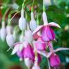 Fuchsia hybrida `puts  folly` cercelus curgator la