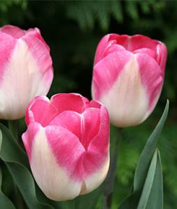 NOU Bulbi de lalele Triumph, Innuendo 7 BUC./Punga, flori roz cu alb