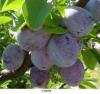 Pomi fructiferi pruni soiul carpatin. puieti