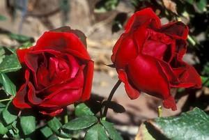 Trandafiri Crimson Glory (la ghiveci)