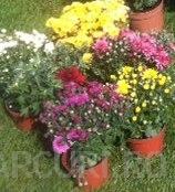 Flori de gradina perene CHRYSANTHEMUM /CRIZANTEMA culori mixte