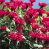 Flori de gradina perene monarda cambridge scarlet