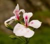 Plante de balcon muscate curgatoare