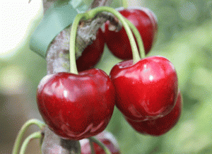 Pomi fructiferi Ciresi soiul Regina Puieti fructiferi altoiti, C7,5l