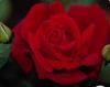Trandafiri de gradina chrysler imperial, planta