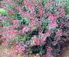 Arbusti foiosi cu frunze rosii BERBERIS THUNBERGII  `ROSE GLOW` la ghiveci de  3-4 litri. h= 40cm