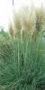 Ierburi graminee cortaderia sellona argentea (iarba de pampas),