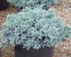 Arbusti rasinosi juniperus squamata blue star ghiveci