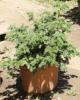Arbusti rasinosi TAXUS BACCATA `REPANDENS`ghiveci 12 litri , 60-80cm