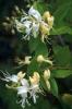 Planta parfumata cataratoare Mana Maicii Domnului (Lonicera japonica Halliana) ghiveci 5 litri, h=150-200 cm