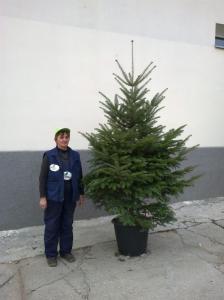 Abies alba, brazi albi naturali cu radacina in ghiveci, inaltime 300-325 cm