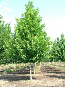 Arbori foiosi ACER PLATANOIDES EMERALD QUEEN 12/14