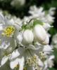 Arbust cu flori deutzia magnifica ghiveci 3-4 litri