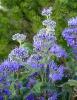 Arbusti foiosi caryopteris x clandonensis heavenly blue