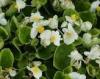 Flori de gradina anuale begonia semperflorens