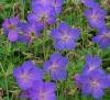 Flori de gradina perene Geranium cinereum Jhonson Blue c2