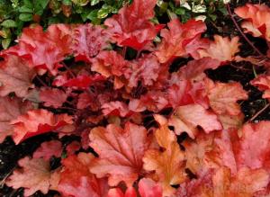 Flori de gradina perene Heuchera Peach Flambe