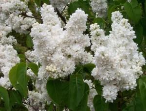 Liliac alb parfumat cu flori batute SYRINGA VULGARIS ghiveci 5-7 litri ,h=80-120cm