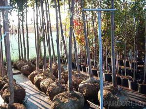 Plantare arbori si arbusti mari in ghivece de 50 litri